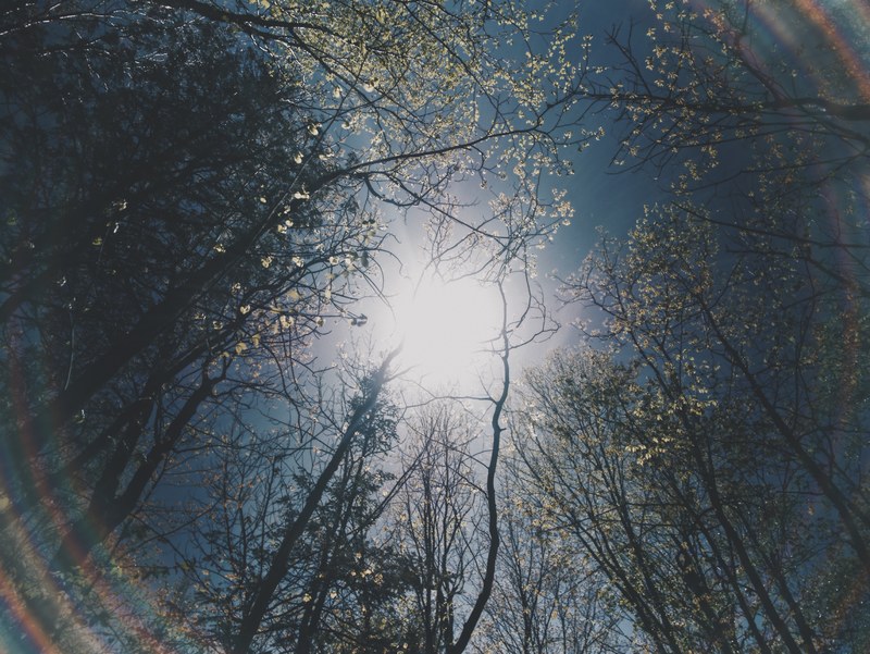 a low angle shot of a clump of trees under a bright sun, sun over a tree clump 4k
