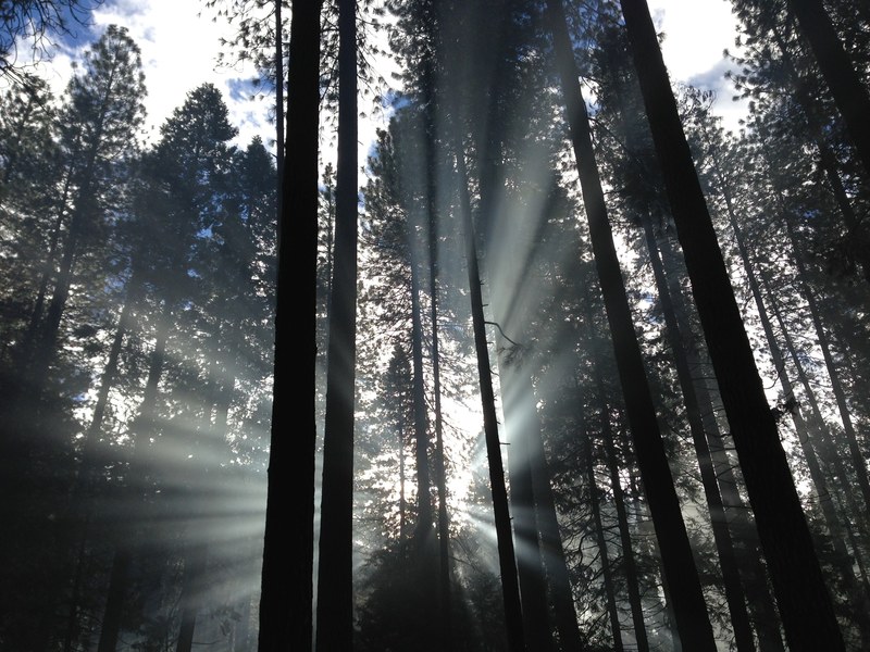 morning sun breaking through the trees in yosemite national park, morning sunlight between trees 4k