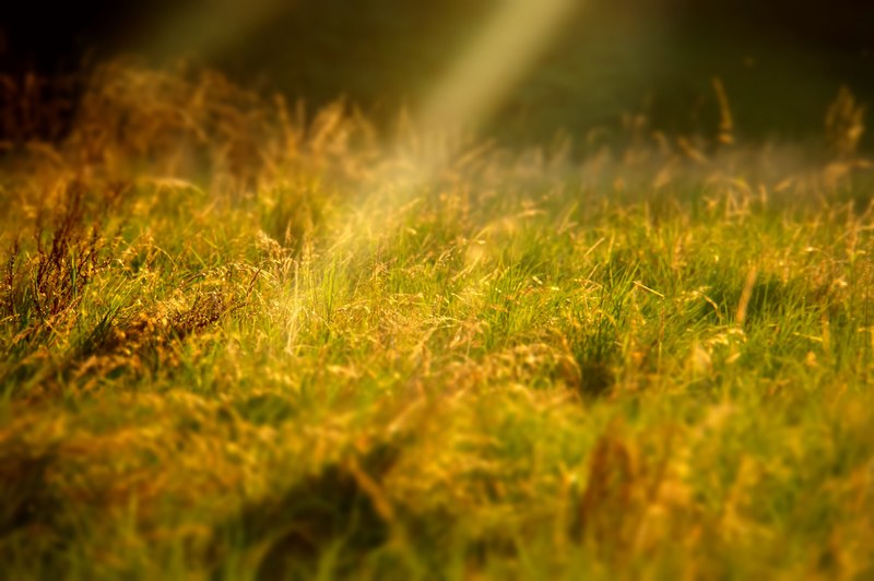 sun beams glow yellow on a field of grass and flowers, glowing sun beams 4k