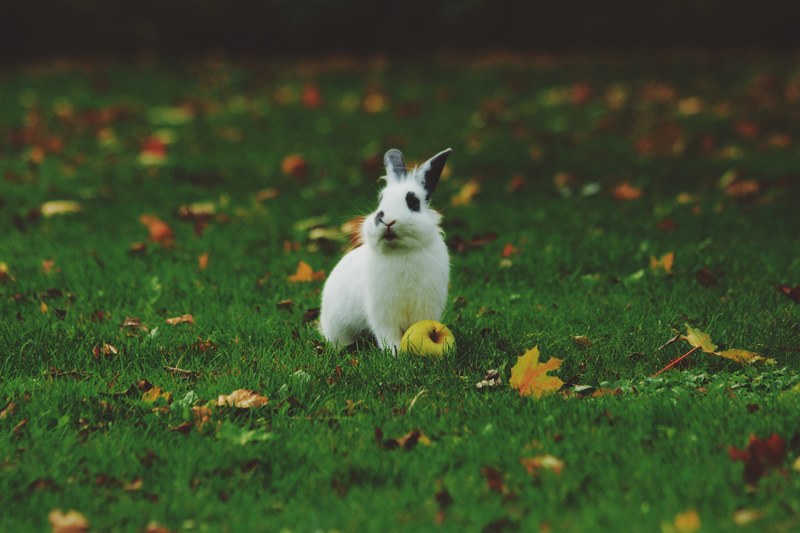 a white rabbit with black spotted eyes beside a fallen green apple on cut grass and autumn leaves, white rabbit besides apple 4k
