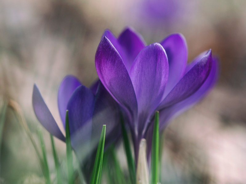 close up of purple crocus flower pair in spring, signs of spring 4k