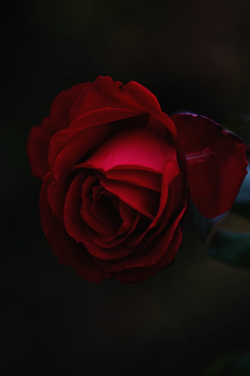 a close up of a deep red rose against a dark background, stunning red rose 4k
