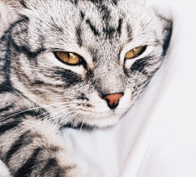 close up of a tabby cat lying down with its eyes half closed, instagram_comsylwiamiszczuk 4k