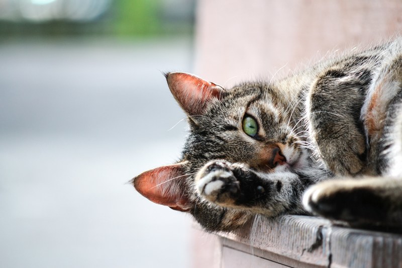 close up of a tabby cat curled up on its side, cat dreams 4k