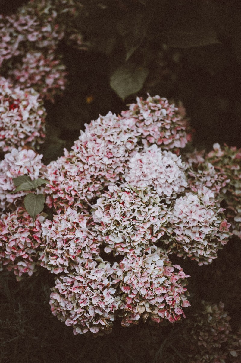 flowers pink faded and natural hd, 4k