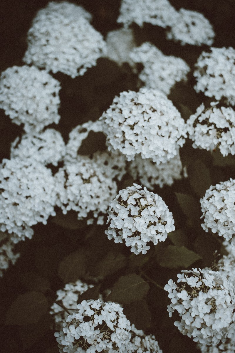 flower plant petal and leaf hd, 4k