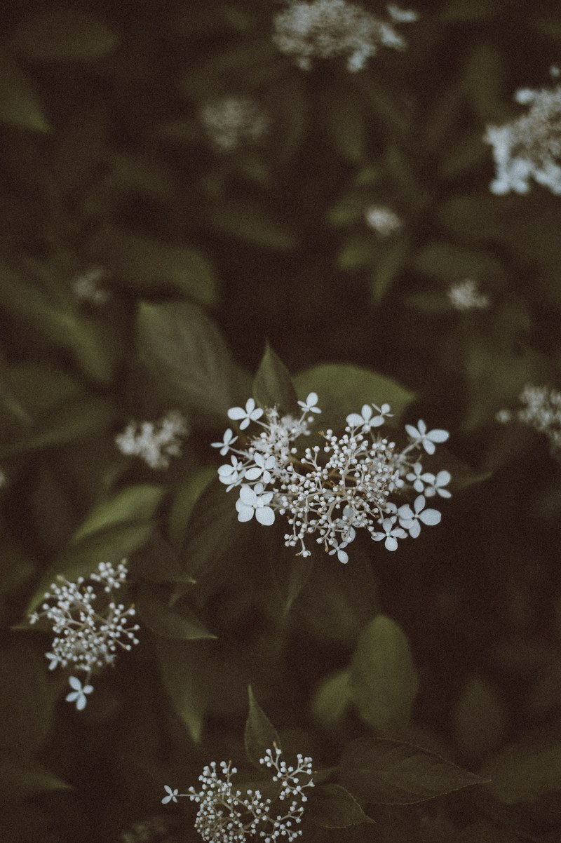 flower leaves leaf and dark hd, 4k