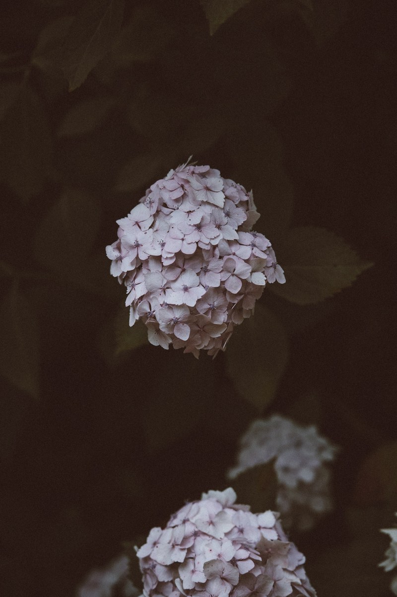 flower hydrangea petal and dark hd, 4k
