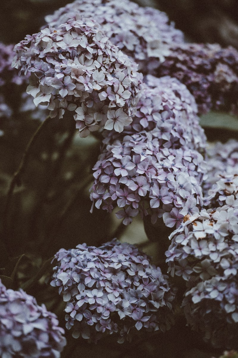 flower petal hydrangea and plant hd, 4k