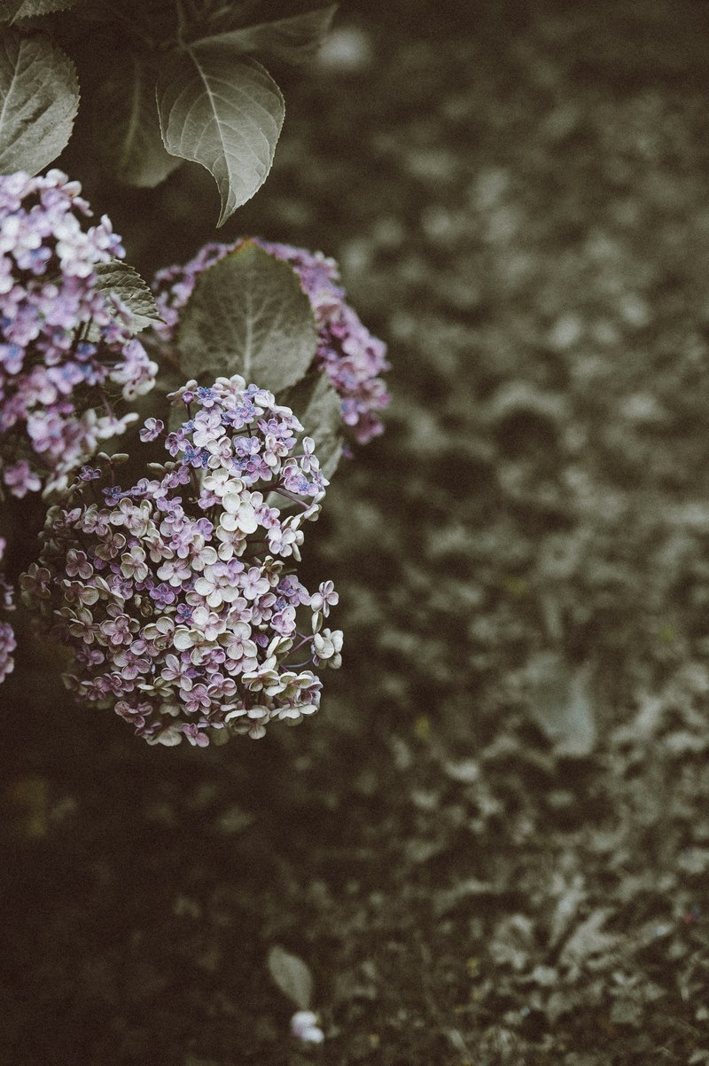 hydrangea blossom flower and petal hd, 4k