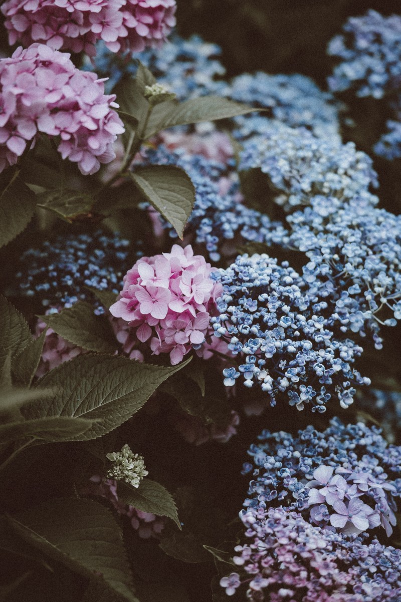 flower hydrangea blossom and petal hd, 4k