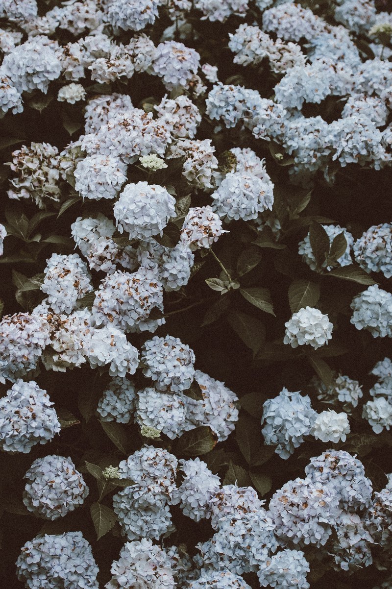 hydrangea plant flower and blossom hd, 4k