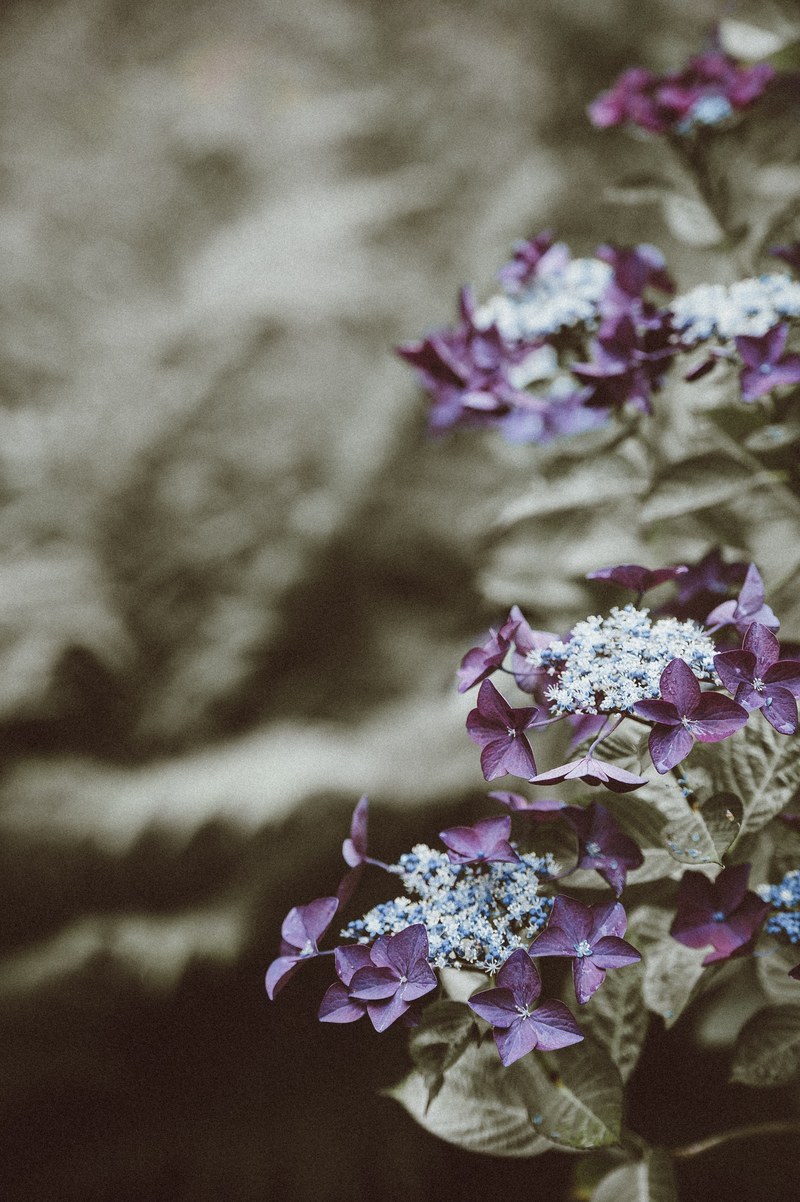 flower garden petal and leaf hd, 4k