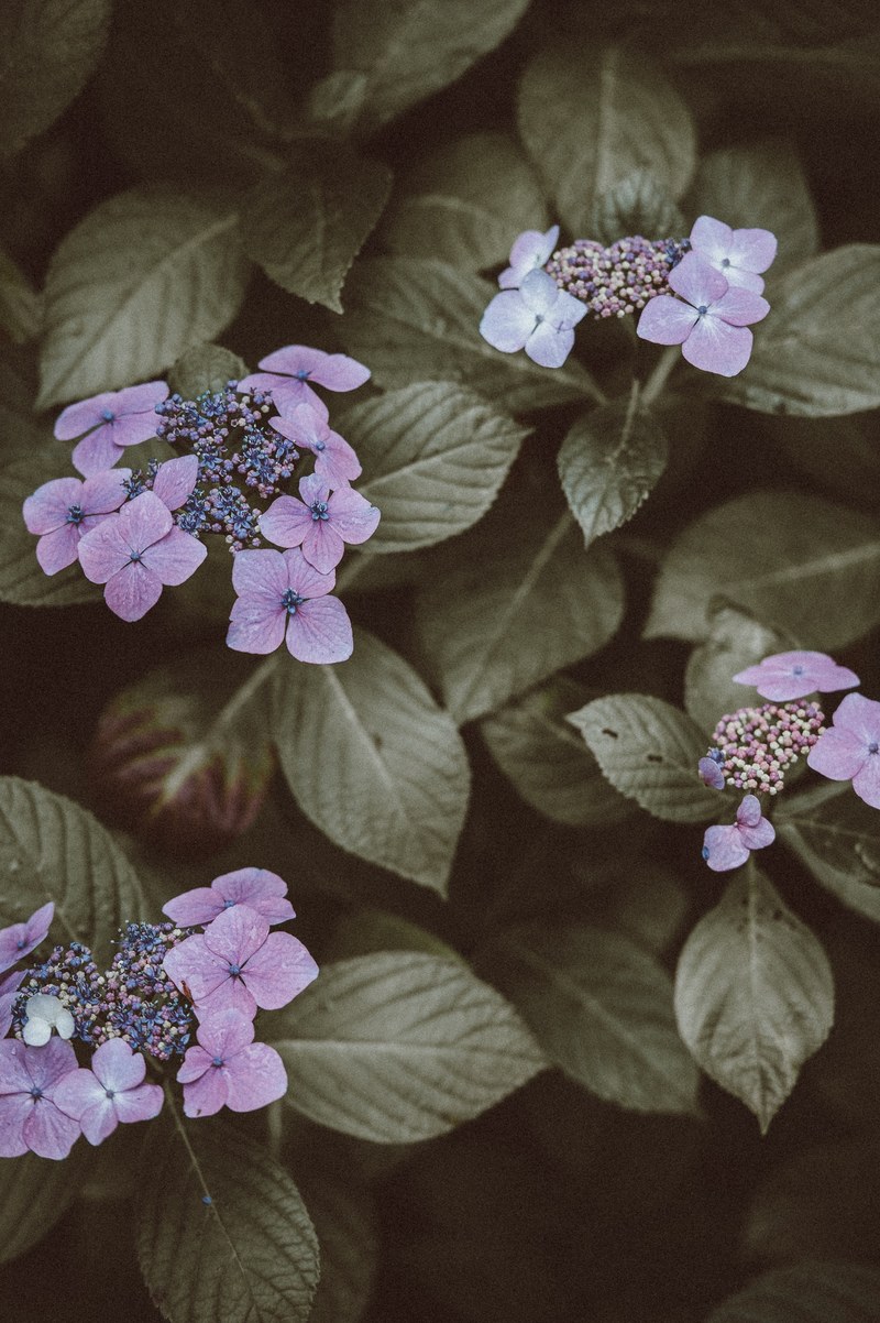 flower leaf petal and plant hd, 4k