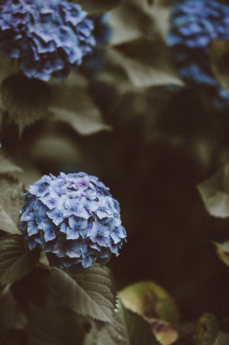 flower hydrangea blue and green hd, 4k
