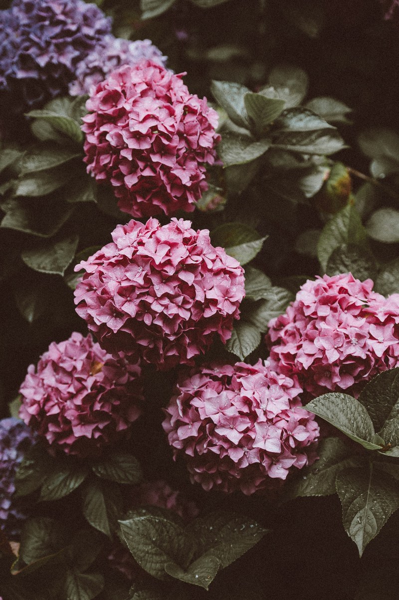 flower hydrangea blossom and petal hd, 4k