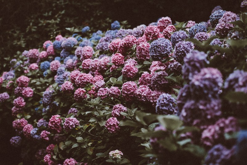 hydrangea flowers blossom and petal 4k