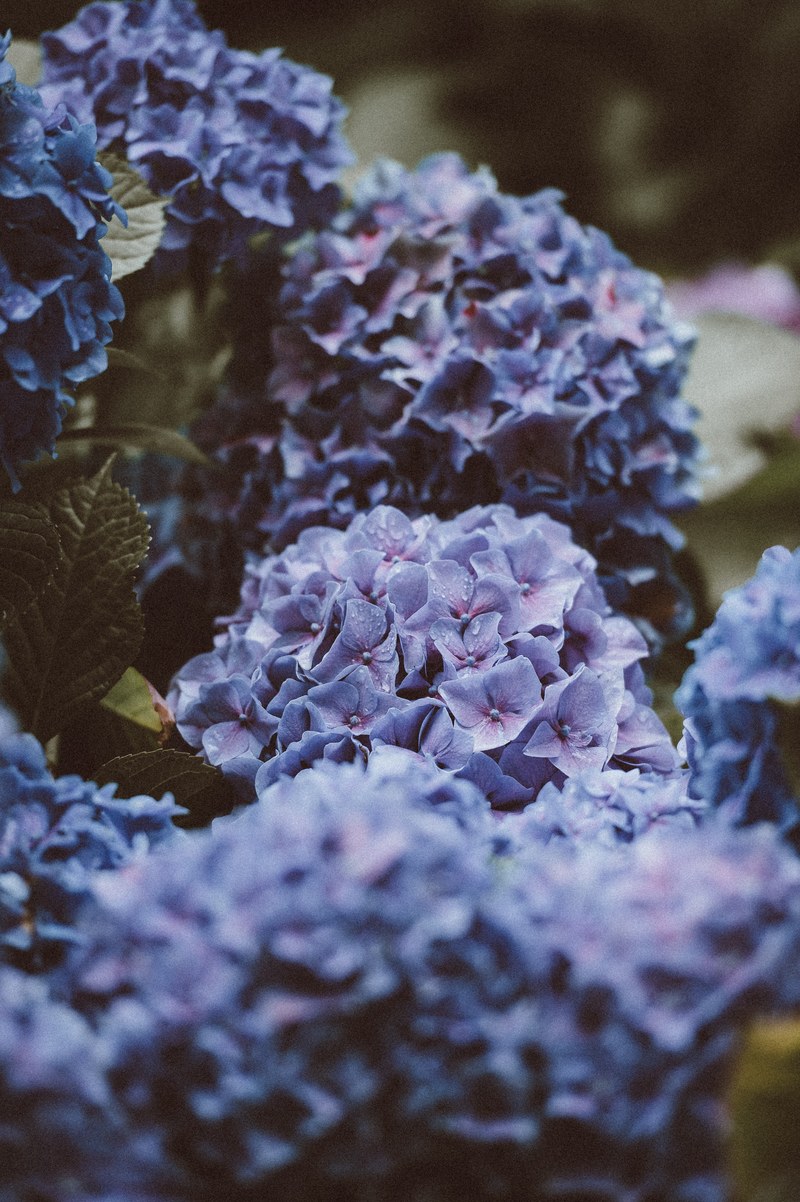 flowers leaf petal and purple hd, 4k