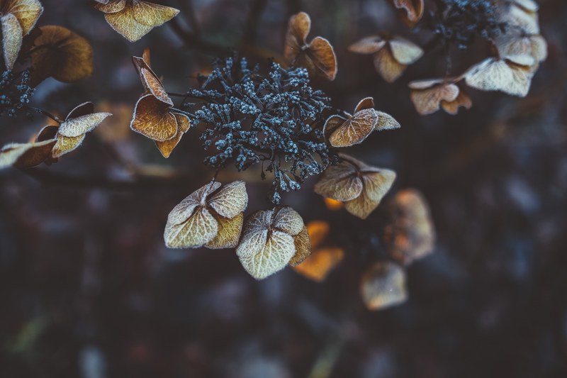 close up of frosty hydrangea buds and brown autumn leaves, frosty hydrangea 4k