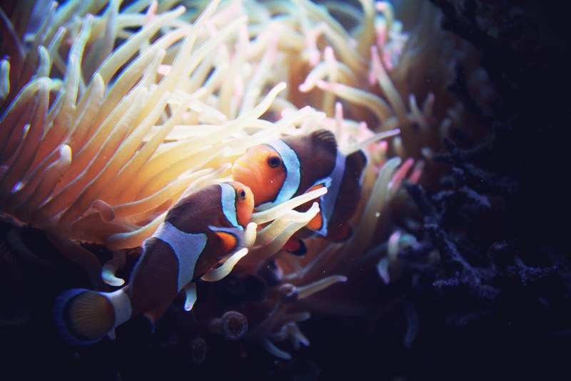 invertebrate sea anemone percoid fish and anemone fish 4k