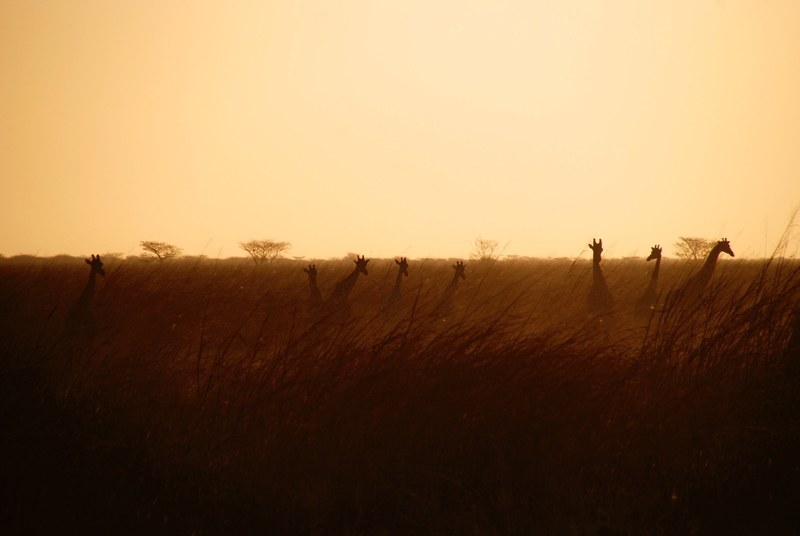 silhouettes of giraffes in tall grass during sunset, herd of giraffes at dusk 4k