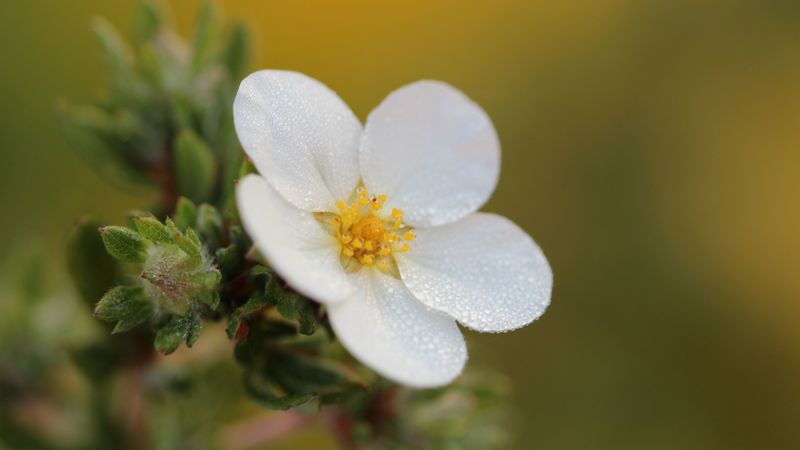 flower, macro, petals, 4k