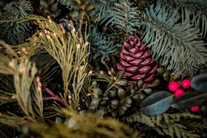 foliage pine cone cone and berries 4k
