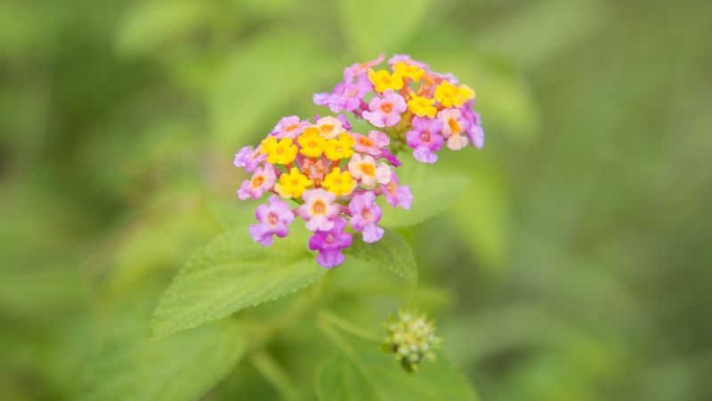 flowers, close-up, blurred, green, 4k