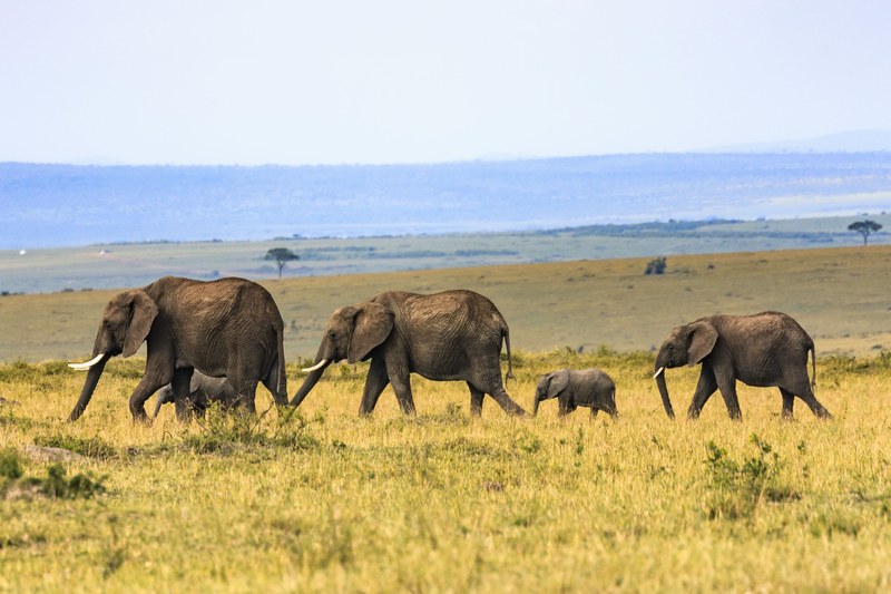 a small herd of elephants walking through tall grass, family life of elephants 4k