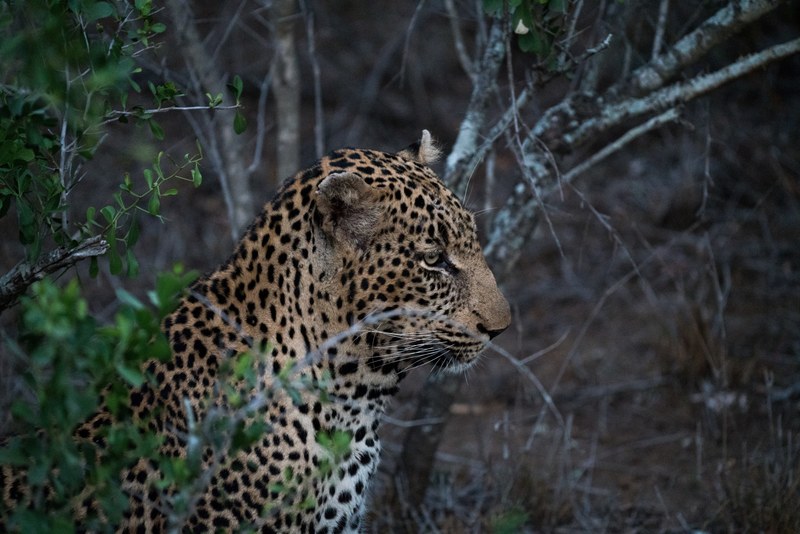 a leopard hiding behind a bush, sneaky jaguar 4k