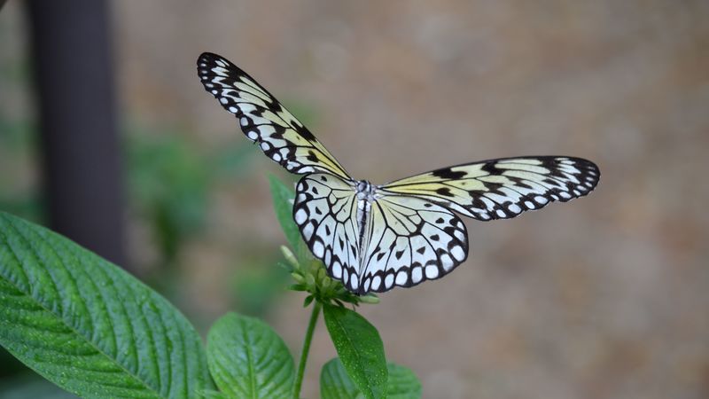 butterfly, wings, flapping, plant, 4k