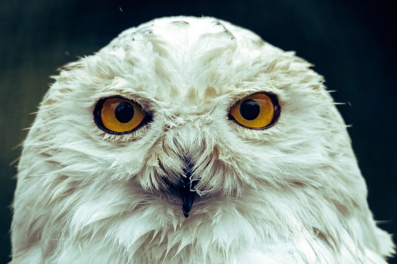 a white owl with orange eyes at guldborgsund zoo amp botanisk have, harry potter owl close up 4k