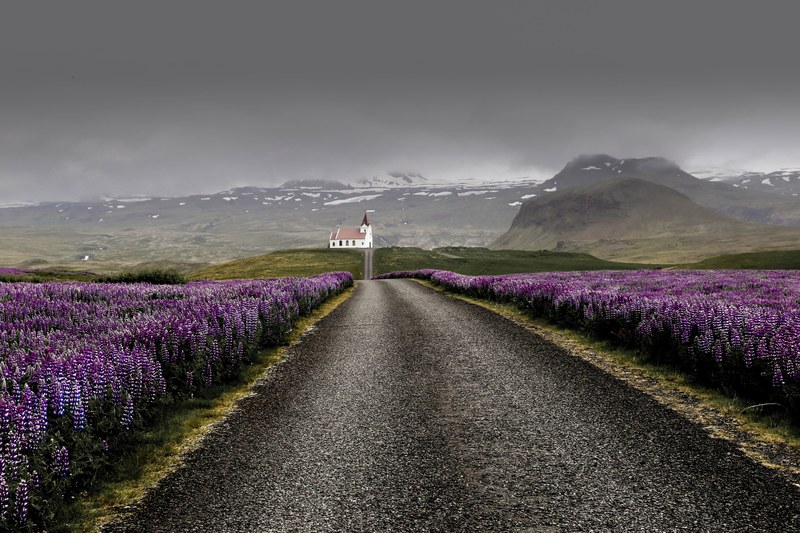 an asphalt road between fields of lupine in the mountains on a cloudy day, lupines in iceland 4k