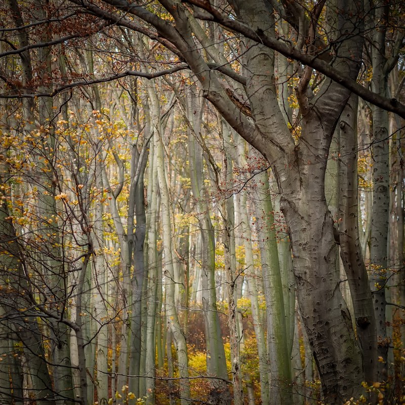 a view inside a forest of leafless trees, _where is the wood 4k
