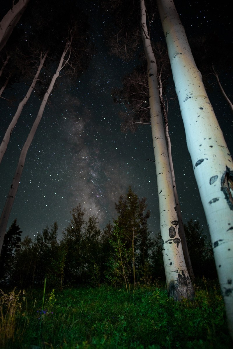 forest milkyway sky and night hd, 4k