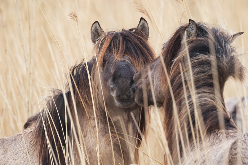 horse pony wild and grass 4k