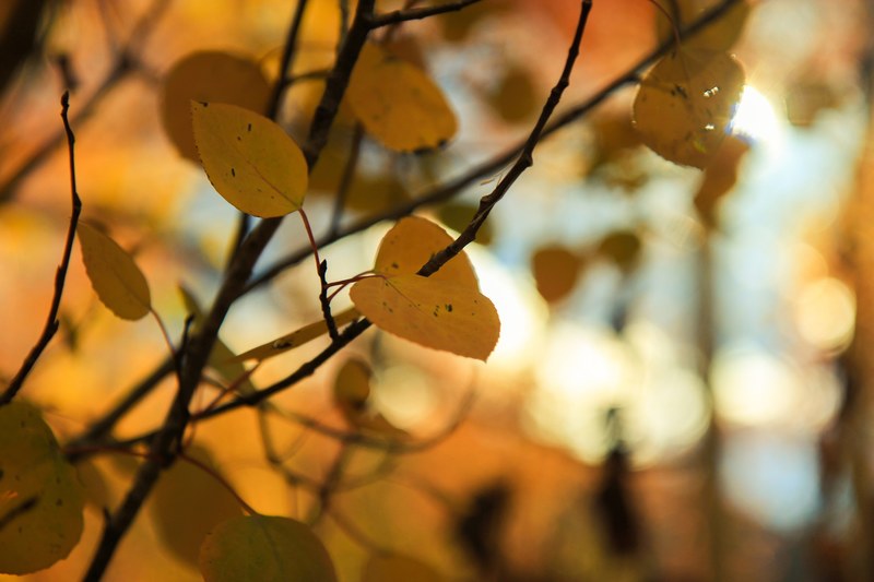 patrick hendry yellow aspen 4k