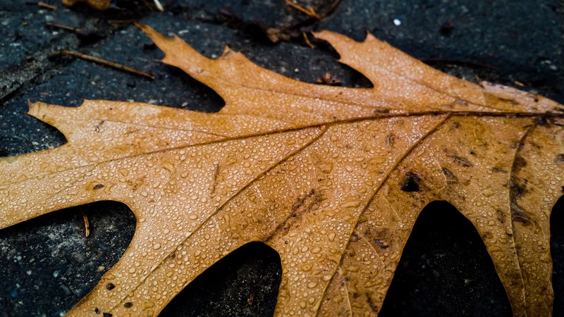 leaf pavement water droplet and fall 4k