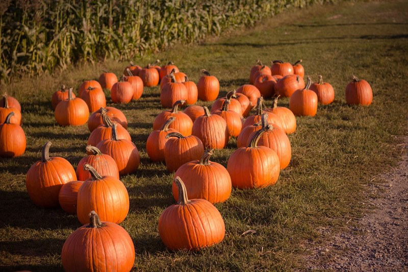 pumpkins harvested from a patch in fall, pumpkin picking 4k