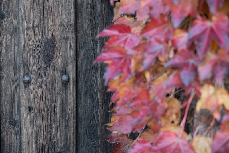 red leaves against a fence during autumn, _red autumn leaves 4k