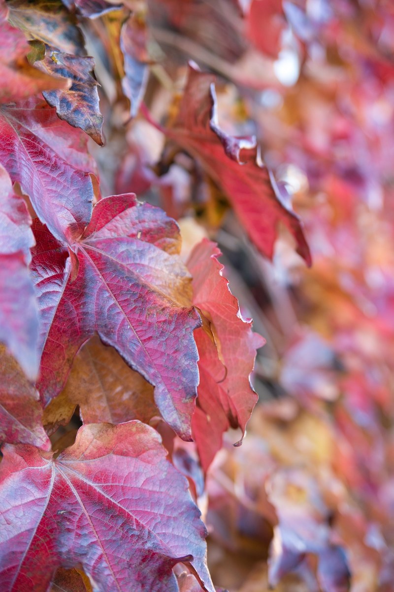 red fall leaves covered in rain, _red fall leaves 4k