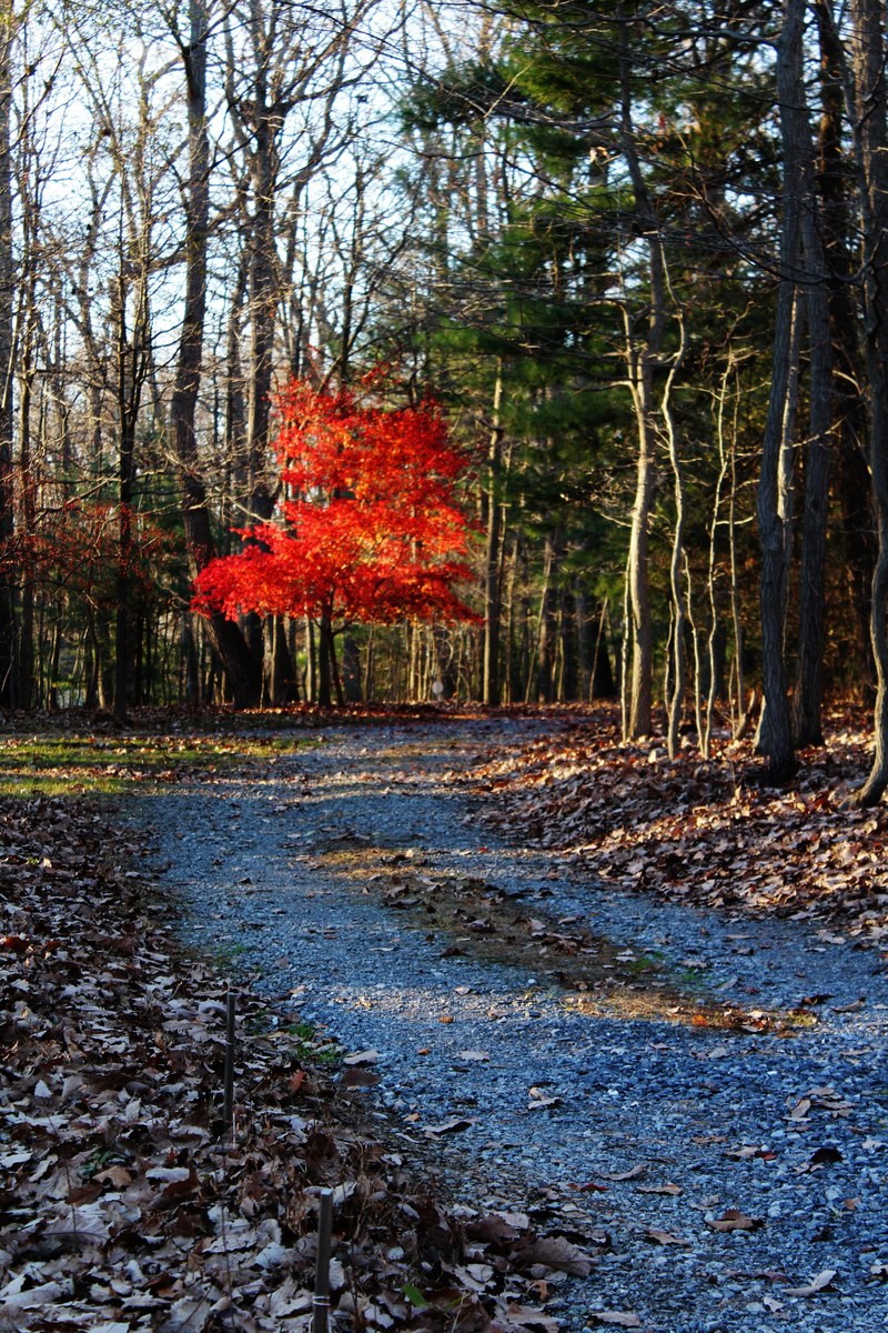 red leaves on a tree at the end of a walkway, _red leaves 4k