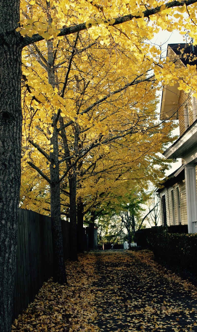yellow leaves in a large tree, _yellow leaves 4k