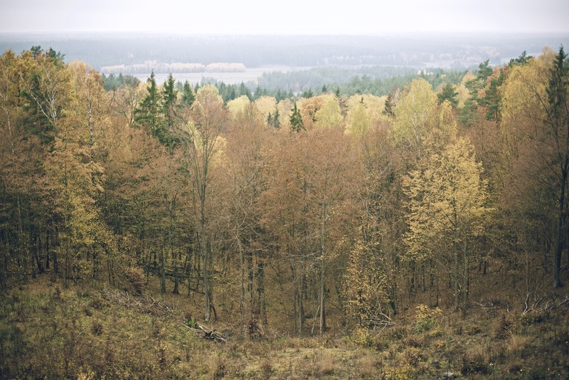 a massive forest made up of tall green trees, _large forest 4k