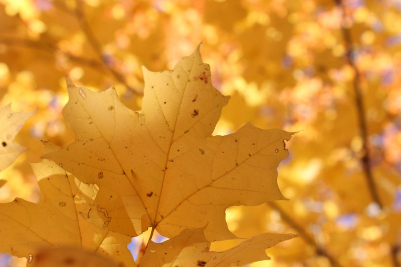 close up of an orange maple leaf on a tree, autumn maple leaf 4k