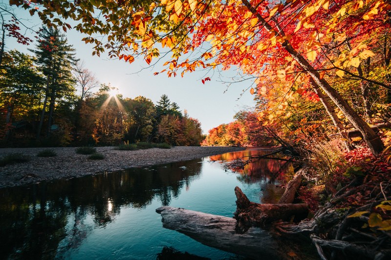 red and yellow leaves during fall at the lake, _lake autumn leaves 4k