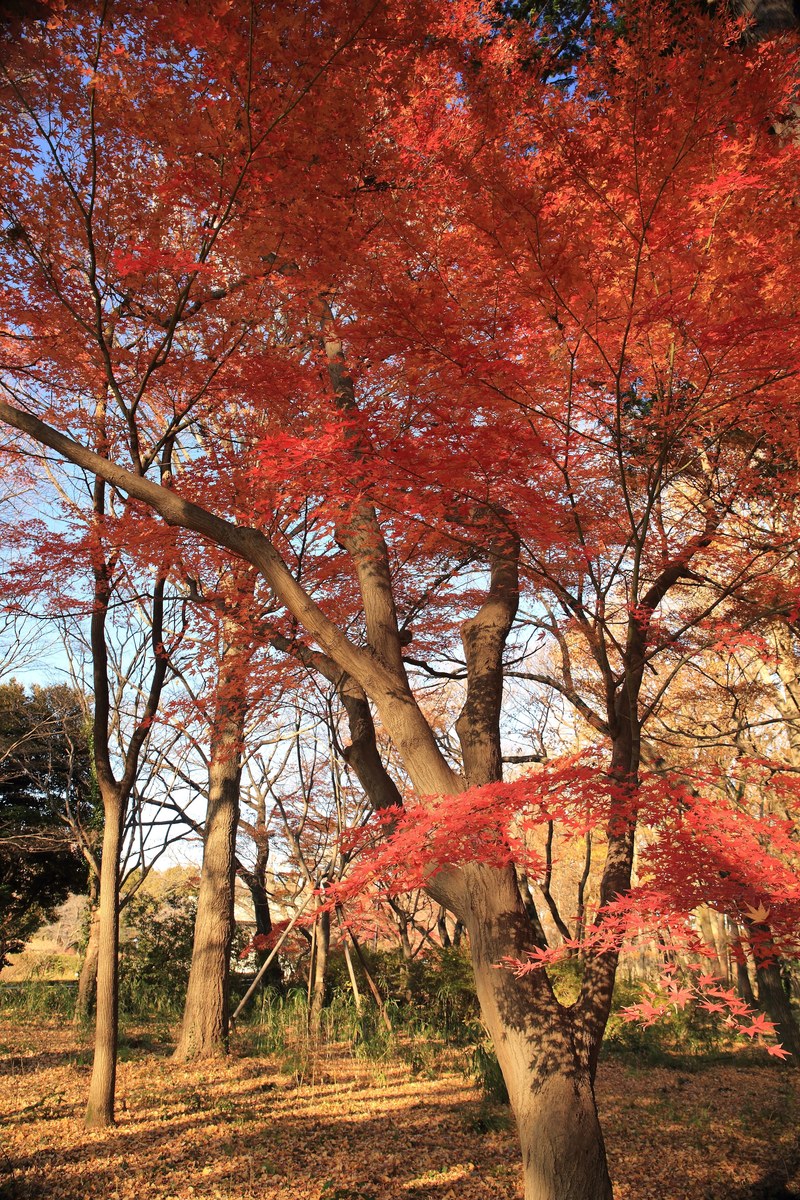 reddish pink autumn leaves, _red pink leaves 4k
