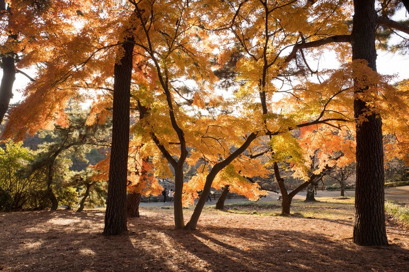 large trees with orange leaves, _orange leaves 4k