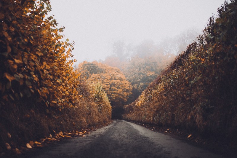 autumn colored hedges on the sides of a narrow dirt road, hedged lane in autumn 4k