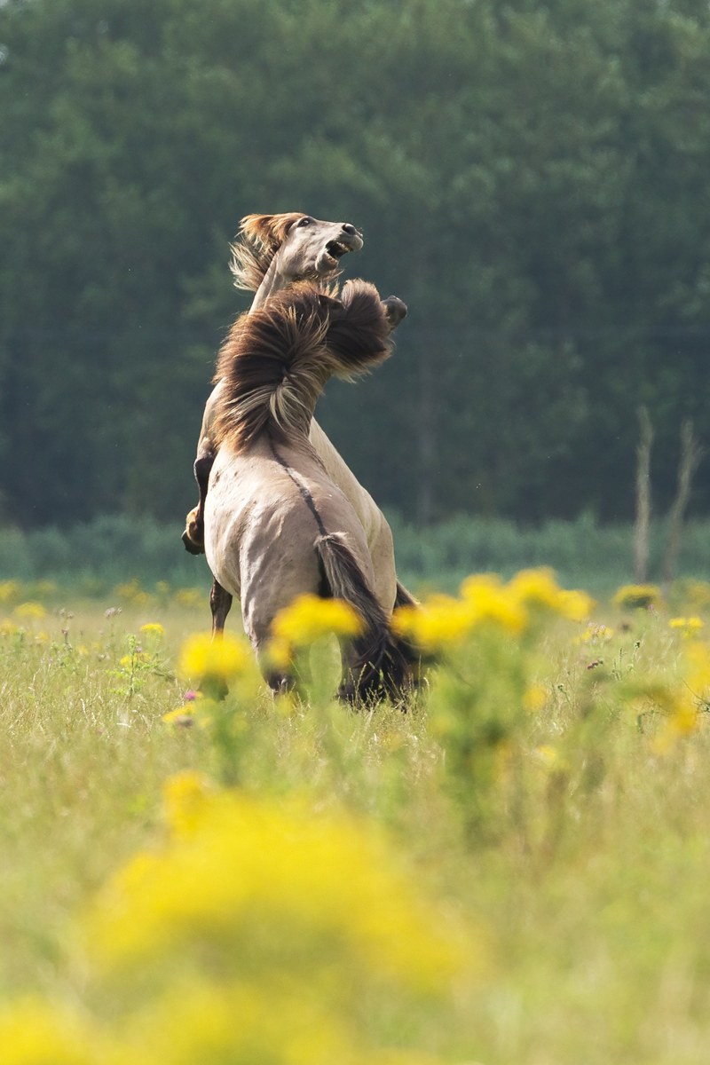 horse pony mane and jumpinf hd, 4k